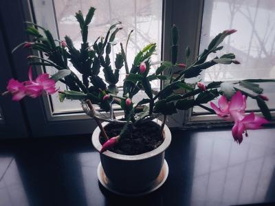 植物图片图片 _ 第(8)张