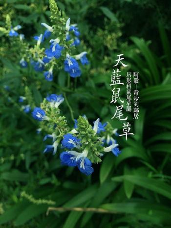 植物图片图片 _ 第(10)张