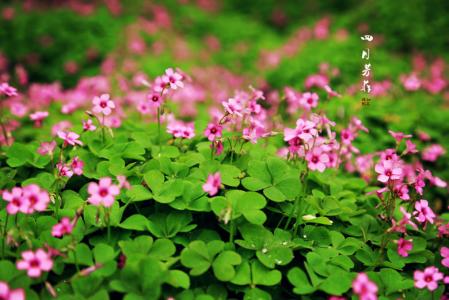 植物图片图片 _ 第(7)张