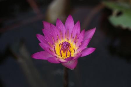 植物图片图片 _ 第(8)张