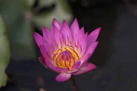 植物图片图片 _ 第(9)张