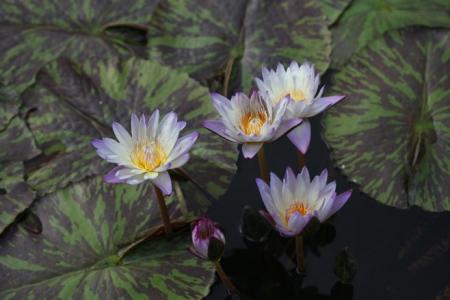 植物图片图片 _ 第(10)张