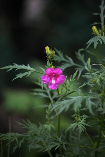 植物图片图片 _ 第(1)张