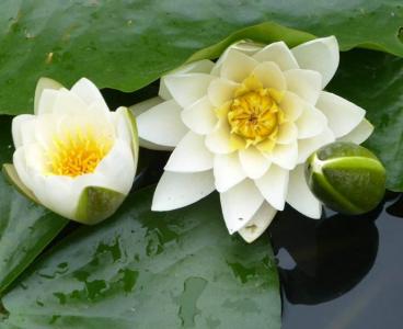 植物图片图片 _ 第(3)张