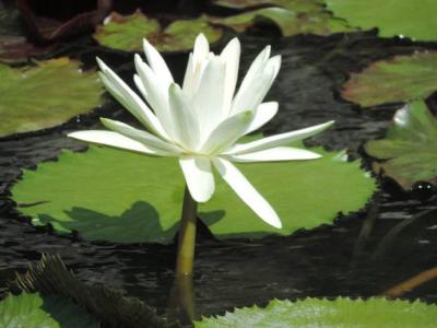 植物图片图片 _ 第(8)张