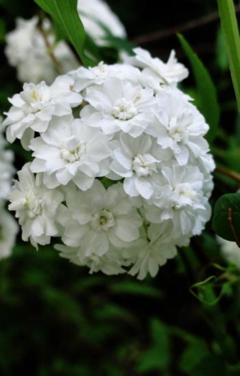 菊花图片 _ 第(10)张
