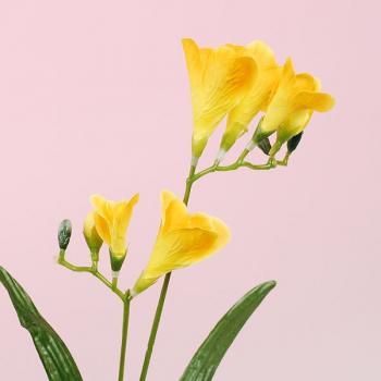 兰花图片 _ 第(5)张