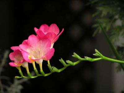 兰花图片 _ 第(21)张
