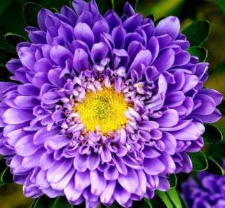 精选菊花图片高清电脑桌面壁纸第0张