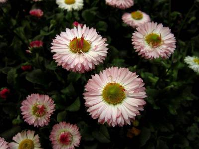 精选菊花图片高清电脑桌面壁纸第3张