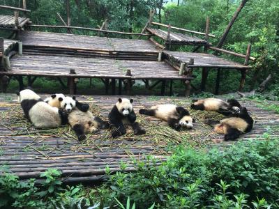 金馆长熊猫文字微信表情包：这是一个悲伤的故事！第2张