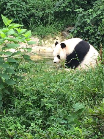 金馆长熊猫文字微信表情包：这是一个悲伤的故事！第5张