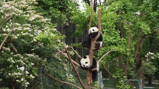 金馆长熊猫文字微信表情包：这是一个悲伤的故事！第6张