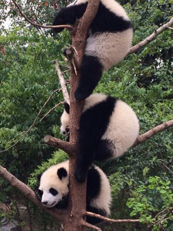 熊猫图片 _ 第(8)张