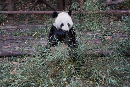 熊猫图片 _ 第(9)张