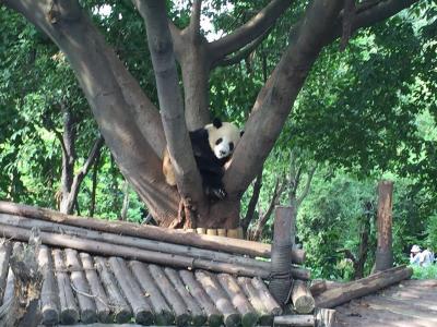 熊猫图片 _ 第(12)张