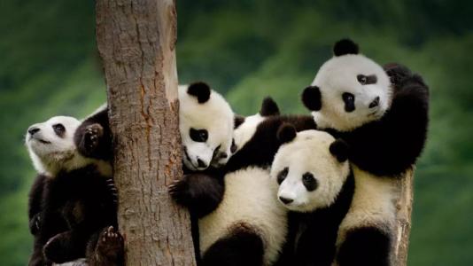 熊猫图片 _ 第(13)张