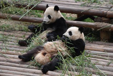 熊猫图片 _ 第(14)张