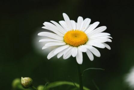 精选菊花图片高清电脑桌面壁纸第0张