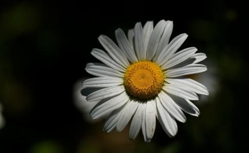 菊花图片 _ 第(14)张