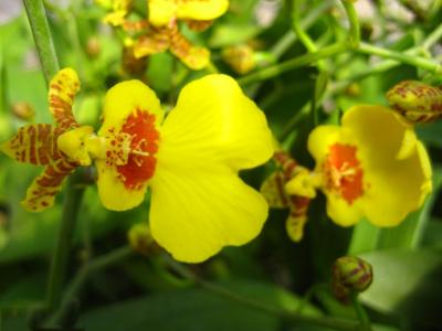 文心兰花图片 文心兰图片 文心兰植物图片第2张