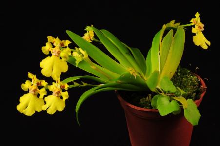 文心兰花图片 文心兰图片 文心兰植物图片第5张