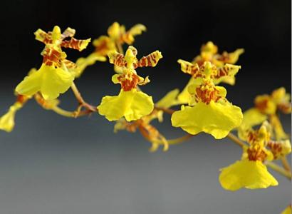 兰花图片 _ 第(12)张