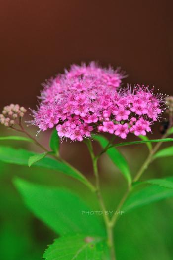 粉花绣线菊花图片  粉花绣线菊图片  粉花绣线菊植物图片第2张
