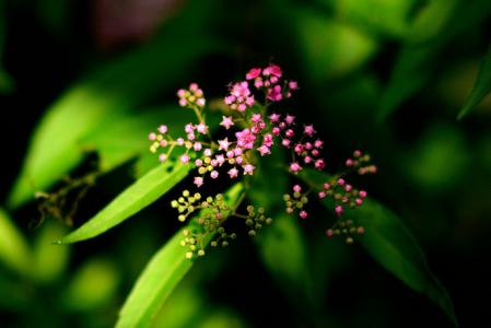 粉花绣线菊花图片  粉花绣线菊图片  粉花绣线菊植物图片第4张