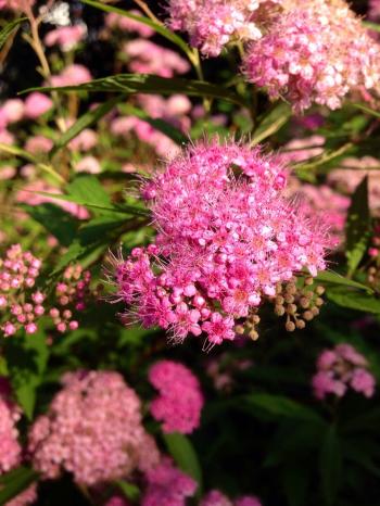 粉花绣线菊花图片  粉花绣线菊图片  粉花绣线菊植物图片第5张