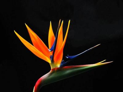 兰花图片 _ 第(15)张