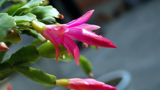 蟹爪兰花图片  蟹爪兰图片  蟹爪兰植物图片第6张