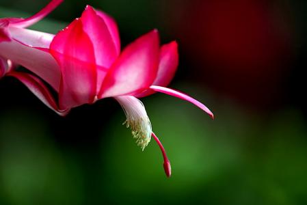 兰花图片 _ 第(16)张