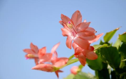 兰花图片 _ 第(17)张
