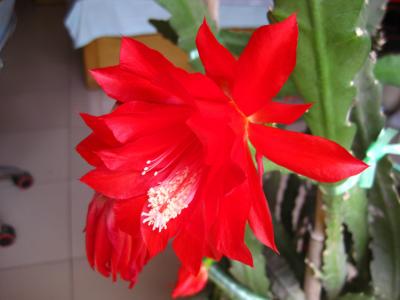 兰花图片 _ 第(21)张