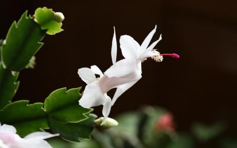 兰花图片 _ 第(26)张