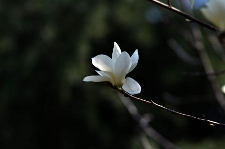 玉兰花图片  好看的玉兰图片  玉兰植物图片第2张