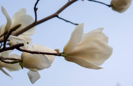 玉兰花图片  好看的玉兰图片  玉兰植物图片第3张