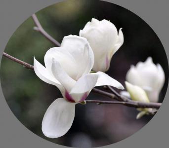 玉兰花图片  好看的玉兰图片  玉兰植物图片第6张
