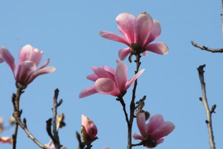 兰花图片 _ 第(10)张