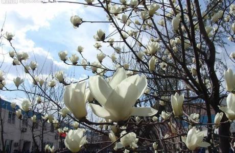 兰花图片 _ 第(11)张