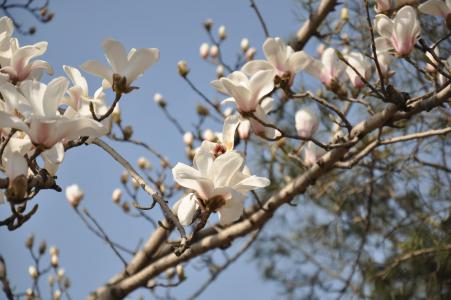 兰花图片 _ 第(14)张