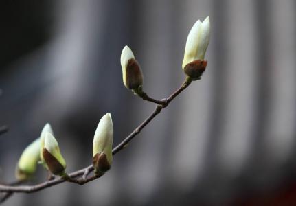 兰花图片 _ 第(15)张