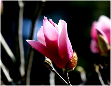 兰花图片 _ 第(13)张