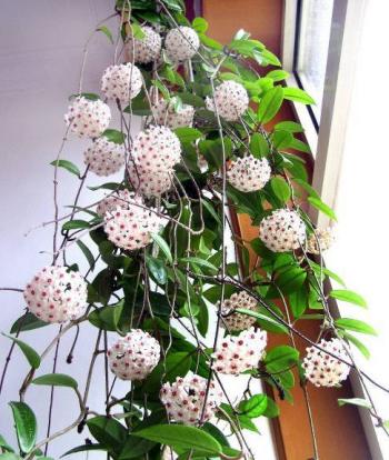 文心兰花图片 文心兰图片 文心兰植物图片第0张