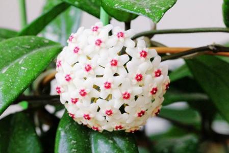 文心兰花图片 文心兰图片 文心兰植物图片第2张