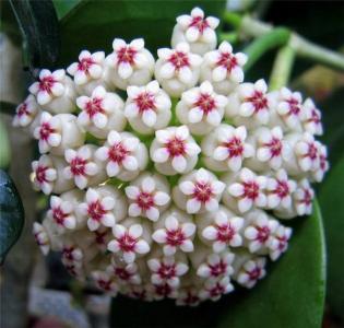 文心兰花图片 文心兰图片 文心兰植物图片第5张