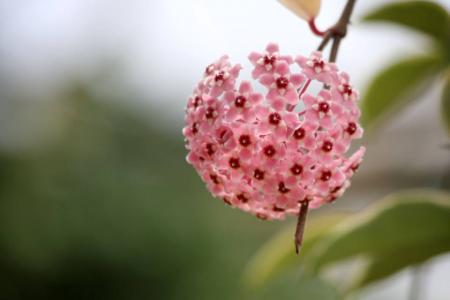 兰花图片 _ 第(10)张