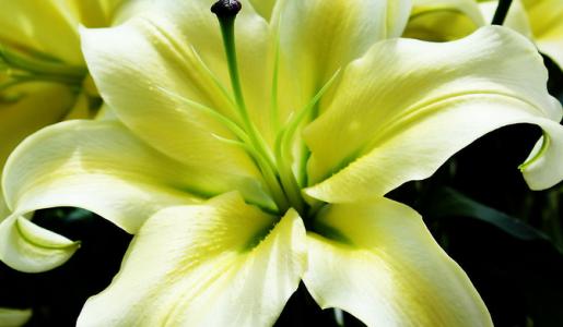百合花图片  好看的百合花图片  百合花植物花卉图片第5张