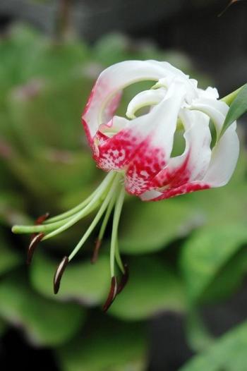 百合花图片 _ 第(9)张